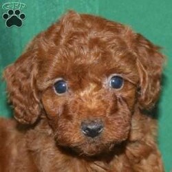 Sleighbells/Toy Poodle									Puppy/Female	/9 Weeks,Say hello to this bright red little Toy Poodle puppy with a heart of gold! Both parents are AKC registered and health tested so you know you are getting the very best puppy you can! Sleighbells is very sweet and loves attention. She is well socialized with children! All of our puppies are up to date on shots and dewormer and vet checked. If you would like to learn more about Sleighbells please contact us today!