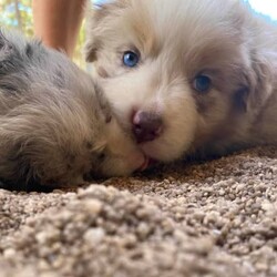 Australian Shepherd Puppies Pure Bred ANKC Merles/Australian Shepherd Dog/Both/Younger Than Six Months,Australian Shepherd Puppies“The Stellar Finale” Born 25/10/2023Will be 8 Weeks OLD on the 20/12/2023ANKC Dogswest RegistrarSire (Father) - Sanpasho Run Away Einstein (Mr Orange) – Red Tri Male NBT - Clear all DNA and Hips 7 Elbows .Dam (Mother) – Zenderland Honolulu – Bi Blue Merle(Black and White) with some Blue in eye colour. Hip and Elbow score excellent perfect 0 .DNA pending – Her Sire is Clear DNA and Dam has one copy of the MDR1 Gene.1)	Zenderland Pegasus – Male Bi Blue Merle Full Tail2)	Zenderland Orion – Blue Merle Male Full Tail3)	Zenderland Crux – Bi Blue Merle Male NBT (Curly) smallest in the litter.4)	Zenderland Hercules – Red Merle Male Full Tail5)	Zenderland Delphinus – Red Merle Female Full Tail6)	Zenderland Leo- Red Merle Male Full Tail7)	Zenderland Sagittarius -Red Tri NBT Male Extra-long like full Tail. Big and Boofy and the friendliest.We strive to breed excellent temperaments,Great bone, substance,Wonderful movement and stunning heads.From fully tested parents.Margaret River AREAWestern AustraliaPuppies are well socialized, raised in our home on our farm with kids, livestock, Miniature horses, Goats, and other dogs. They are wormed, microchipped, vaccinated, puppy pack,All Companion pet pups will be on the Limited Register. Dog West WA(which means not for breeding or showing)But can compete in all other disciplines obedience, herding etcFor Details, please Email me at Zend******@******com REVEAL_DETAILS 