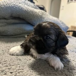 Maltese x Shitzsu/Shih Tzu/Female/Younger Than Six Months,Maltese x shitzu puppies for saleWill be ready early January
