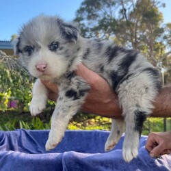 Australian Shepherd Puppies Pure Bred ANKC Merles/Australian Shepherd Dog/Both/Younger Than Six Months,Australian Shepherd Puppies“The Stellar Finale” Born 25/10/2023Will be 8 Weeks OLD on the 20/12/2023ANKC Dogswest RegistrarSire (Father) - Sanpasho Run Away Einstein (Mr Orange) – Red Tri Male NBT - Clear all DNA and Hips 7 Elbows .Dam (Mother) – Zenderland Honolulu – Bi Blue Merle(Black and White) with some Blue in eye colour. Hip and Elbow score excellent perfect 0 .DNA pending – Her Sire is Clear DNA and Dam has one copy of the MDR1 Gene.1)	Zenderland Pegasus – Male Bi Blue Merle Full Tail2)	Zenderland Orion – Blue Merle Male Full Tail3)	Zenderland Crux – Bi Blue Merle Male NBT (Curly) smallest in the litter.4)	Zenderland Hercules – Red Merle Male Full Tail5)	Zenderland Delphinus – Red Merle Female Full Tail6)	Zenderland Leo- Red Merle Male Full Tail7)	Zenderland Sagittarius -Red Tri NBT Male Extra-long like full Tail. Big and Boofy and the friendliest.We strive to breed excellent temperaments,Great bone, substance,Wonderful movement and stunning heads.From fully tested parents.Margaret River AREAWestern AustraliaPuppies are well socialized, raised in our home on our farm with kids, livestock, Miniature horses, Goats, and other dogs. They are wormed, microchipped, vaccinated, puppy pack,All Companion pet pups will be on the Limited Register. Dog West WA(which means not for breeding or showing)But can compete in all other disciplines obedience, herding etcFor Details, please Email me at Zend******@******com REVEAL_DETAILS 