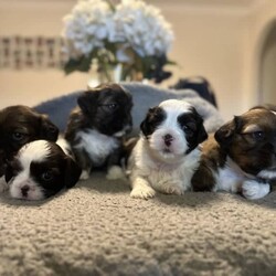 Maltese x Shitzsu/Shih Tzu/Female/Younger Than Six Months,Maltese x shitzu puppies for saleWill be ready early January