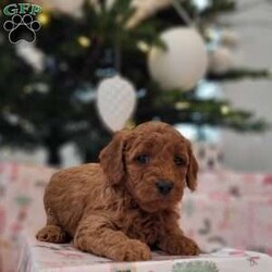Esma/Cavapoo									Puppy/Female	/5 Weeks,Our family pet had puppies. Esma is an adorable F1B Cavapoo who is well socialized and loves to play with kids. Raised in our home with extra love and care. 