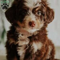 Kate/Mini Bernedoodle									Puppy/Female	/7 Weeks,Meet our adorable,cuddly berne doodle puppies.They are raised on our family farm around small children.They are vet checked,dewormed and come with a health guarantee.Call or email with more questions.