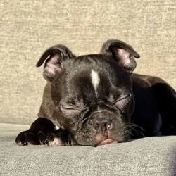 Boston Terrier x French Bulldog Puppy For Sale Sydney/Boston Terrier//Older Than Six Months,Frenchton - French Bulldog x Boston Terrier - Petite Pocket Frenchie - Toy Bulldog - Boschie PuppyDNA tested for over 100 different traits and diseases - negative for every testable disease possible, via the Orivet panel.- DNA Tested, Physical Veterinary Examination and Assessment, Heart & Patella Checks & Clearances -This bloodline has been within our family for over 20 years, with a number of generations from this lineage still within our immediate family.Included is:MicrochipVaccinationWormingFlea TreatmentDesexingHealth ChecksHealth GuaranteeA puppy pack/starter kit is also provided for you to take home.These puppies are available to loving pet homes only.Pricing varies depending the puppy.Ask us for specific details/pricing.