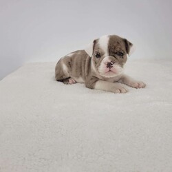 Kathryn/English Bulldog									Puppy/Female	/6 Weeks,Meet Kathryn! A happy healthy puppy who is up to date with shots and dewormer, was vet checked, is microchipped and is looking for a loving home! Please contact us with any questions or to come and meet her! Reserve today and pickup after the holidays!