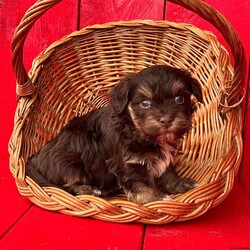 Elvis/Havanese									Puppy/Male	/7 Weeks,Elvis is a stunning little chocolate and tan Akc registered havanese puppy! Up to date with all shots and dewormings will come with a one yr genetic health guarantee! Family raised and well socialized! Ground delivery is available right to your door! Contact us today to get your new family member!
