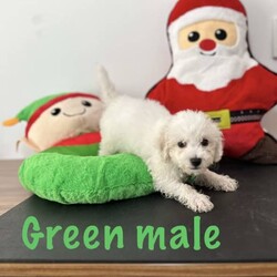 Adopt a dog:ONLY ONE MALE LEFT!! Bichon Frise pure bred, pup ready for home today/Bichon Frise/Both/Younger Than Six Months,These beautiful pure bred Bichon Frise puppies are available from this weekend or can be held till prior to Christmas.2 males still currently availablePeach Female (SOLD)Yellow Female (SOLD)Teal MaleGreen male (SOLD)Our pups are well cared for to give them the best start to life, this includes worming every 2 weeks from birth, vaccinations, vet checks and microchipping. They also come with a puppy pack to get you started.Our fur babies are raised in our home with us, not raised outdoors or in kennels and this shows in their temperament, they are very intelligent and have a beautiful nature as their parents have.We put a lot of love and attention into them to make sure they adjust well with their new owners and grow to be happy adults.Puppies have started toilet training.We are more than welcome for you to view/visit for yourself. If you are not able to do this then we can FaceTime or Skype.I am happy to arrange viewings at a mutually agreed time. Please contact me to discuss.If you are interested then please feel free message me.RPBA 772 Full Audited member