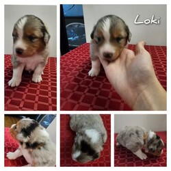 Australian Shepherd Pups for Sale/Australian Shepherd Dog/Female/Younger Than Six Months,*UPDATE 14/12/23 - Puppies are ready for visits. Bookings are essential and filling fast. A few spots are left for the upcoming weekend. Must have done the screening first.Introducing Sandcastle Aussies' Spectacular Litter of Purebred Australian Shepherds!Meet Our Lovable Aussie Pups•	Date of Birth: November 12th 2023•	Rehome From: January 7th 2024•	Blue Merle’s (Males only) and Black Tris (Both Male and Females)•	Breeder Registration: Sandcastles Aussies, BIN# B001082567, RPBA No#11549Family Companions•	Highly sociable, raised around children and other animals•	Parents boast strong family lines with farm experienceHealth & Wellness•	Regular vet checks for both Pup’s and Parents•	Wormed, Vaccinated, Microchipped, and Vet health checked•	Parents DNA tested shared if requestedWe include•	A small puppy packs for their new homes.•	6 Weeks Pet Insurance (activation & acceptance of T&C's required).•	Updates and photos documenting their early journey.Pricing & Varieties•	We charge more for Merles and Females•	Vaccinated and health checked before leaving.•	Desexing: Please discuss, as it depends on the pup's welfare, age, and development.Home Visits•	Bookings essential for required visits•	For interstate buyers, F2F meetings via Facetime or Zoom are required.Interstate Transport•	Door-to-door transport organised at buyer's expense.Verification•	Check us out on the RPBA website.•	Mother microchip: 93400090262488Application Process•	Applications filling fast! (We have a 5 Step Approval Process)•	Initial Contact and Screening:1a. Prospective owners are required to send a brief email to san******@******com, introducing themselves and explaining their interest in adopting a new family member. REVEAL_DETAILS 1b. The email should include your contact number and a preferred time for a follow-up phone or video call. Please provide information to your comfort level without disclosing sensitive personal details.1b. Additionally, we require a non-family personal reference, along with the name and contact details of your intended veterinarian.Discover the Heart and Soul of Sandcastles AussiesAt Sandcastle Aussies, our puppies are more than just pets; they are an integral part of our large, loving family. Nestled in the warmth of our family home, surrounded by children's laughter and the companionship of other pets, our Australian Shepherd puppies grow in an environment filled with love, care, and social interaction.From their first breath, these puppies are raised inside our home, ensuring they are well-adjusted, sociable, and familiar with the daily rhythms of family life. This early exposure to a diverse range of experiences shapes them into well-rounded, confident, and affectionate companions, ready to seamlessly integrate into their new homes.Our commitment to the well-being and proper placement of each puppy extends far beyond our doorstep. With the last litter, we have proudly placed our puppies all over Australia – 2 in Western Australia, 2 in South Australia, 2 in Victoria, 1 in Queensland, and 3 in New South Wales. Each of these puppies has become a cherished member of their new families, and their owners can attest to the meticulous care, effort, and love we invest in every stage of our puppies' development and training.The families of our past litters stand as a testament to our honesty, care, and unwavering commitment to ensuring that every puppy only goes to a loving, nurturing environment. Their experiences with our puppies are a true reflection of our dedication as responsible breeders.At Sandcastle Aussies, we pride ourselves on being far more than just breeders; we are guardians of a family legacy that spans over 60 years. Our extensive history in breeding is a clear statement of our passion and commitment. We are not 'backyard breeders'; we are custodians of a rich heritage, dedicated to the health, well-being, and happiness of every Australian Shepherd that comes from our home.