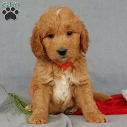 Rudolph MEDIUM/Goldendoodle									Puppy/Male	/10 Weeks,Prepare to fall in love!!!  My name is Rudolph and I’m the sweetest little F1  goldendoodle (medium size) looking for my furever home! One look into my warm, loving eyes and at my silky soft coat and I’ll be sure to have captured your heart already! I’m very happy, playful and very kid friendly and I would love to fill your home with all my puppy love!! I am full of personality, and ready for adventures! I stand out way above the rest with my beautiful golden coat !!… I have been vet checked head to tail, microchipped and I am up to date on all vaccinations and dewormings . I come with a 1-year guarantee with the option of extending it to a 3-year guarantee and shipping is available! My mother is our sweet Roxy, a 51# AKC golden retriever with a heart of gold and my father is Benji, our 30# AKC moyen poodle with a very sweet and kid friendly personality! I will grow to approx. 40# and I will be hypoallergenic and nonshedding! !!… Why wait when you know I’m the one for you? Call or text Martha to make me the newest addition to your family and get ready to spend a lifetime of tail wagging fun with me! (7% sales tax on in home pickups) 