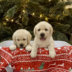 Pedigree Labrador puppies/Labrador Retriever/Female/Younger Than Six Months,BEAUTIFUL PEDIGREE PUPPIESWe have a litter of beautiful Labrador puppies. The puppies are all playful and sweet.The puppies will be wormed every 2 weeks till they are 8 weeks.The puppies will come microchipped, vaccinated, vet checked, and with pedigree papers.They will also come with a starter pack with what food we have been using and how much to feed your little fur baby.Both parents have excellent hip and elbow scores.Mothers hip 3 and elbows 0Fathers hips 0 and elbows 0Father is an Australia champion.Mother is from all Australian champion bloodline. The puppies were born in the 13/11/23 and will be ready to be picked up 07/01/24.Please feel free to call or text Ruth ******6877 or Kate ******6764 REVEAL_DETAILS 