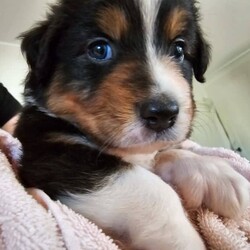 Australian Shepherd Pups for Sale/Australian Shepherd Dog/Female/Younger Than Six Months,*UPDATE 14/12/23 - Puppies are ready for visits. Bookings are essential and filling fast. A few spots are left for the upcoming weekend. Must have done the screening first.Introducing Sandcastle Aussies' Spectacular Litter of Purebred Australian Shepherds!Meet Our Lovable Aussie Pups•	Date of Birth: November 12th 2023•	Rehome From: January 7th 2024•	Blue Merle’s (Males only) and Black Tris (Both Male and Females)•	Breeder Registration: Sandcastles Aussies, BIN# B001082567, RPBA No#11549Family Companions•	Highly sociable, raised around children and other animals•	Parents boast strong family lines with farm experienceHealth & Wellness•	Regular vet checks for both Pup’s and Parents•	Wormed, Vaccinated, Microchipped, and Vet health checked•	Parents DNA tested shared if requestedWe include•	A small puppy packs for their new homes.•	6 Weeks Pet Insurance (activation & acceptance of T&C's required).•	Updates and photos documenting their early journey.Pricing & Varieties•	We charge more for Merles and Females•	Vaccinated and health checked before leaving.•	Desexing: Please discuss, as it depends on the pup's welfare, age, and development.Home Visits•	Bookings essential for required visits•	For interstate buyers, F2F meetings via Facetime or Zoom are required.Interstate Transport•	Door-to-door transport organised at buyer's expense.Verification•	Check us out on the RPBA website.•	Mother microchip: 93400090262488Application Process•	Applications filling fast! (We have a 5 Step Approval Process)•	Initial Contact and Screening:1a. Prospective owners are required to send a brief email to san******@******com, introducing themselves and explaining their interest in adopting a new family member. REVEAL_DETAILS 1b. The email should include your contact number and a preferred time for a follow-up phone or video call. Please provide information to your comfort level without disclosing sensitive personal details.1b. Additionally, we require a non-family personal reference, along with the name and contact details of your intended veterinarian.Discover the Heart and Soul of Sandcastles AussiesAt Sandcastle Aussies, our puppies are more than just pets; they are an integral part of our large, loving family. Nestled in the warmth of our family home, surrounded by children's laughter and the companionship of other pets, our Australian Shepherd puppies grow in an environment filled with love, care, and social interaction.From their first breath, these puppies are raised inside our home, ensuring they are well-adjusted, sociable, and familiar with the daily rhythms of family life. This early exposure to a diverse range of experiences shapes them into well-rounded, confident, and affectionate companions, ready to seamlessly integrate into their new homes.Our commitment to the well-being and proper placement of each puppy extends far beyond our doorstep. With the last litter, we have proudly placed our puppies all over Australia – 2 in Western Australia, 2 in South Australia, 2 in Victoria, 1 in Queensland, and 3 in New South Wales. Each of these puppies has become a cherished member of their new families, and their owners can attest to the meticulous care, effort, and love we invest in every stage of our puppies' development and training.The families of our past litters stand as a testament to our honesty, care, and unwavering commitment to ensuring that every puppy only goes to a loving, nurturing environment. Their experiences with our puppies are a true reflection of our dedication as responsible breeders.At Sandcastle Aussies, we pride ourselves on being far more than just breeders; we are guardians of a family legacy that spans over 60 years. Our extensive history in breeding is a clear statement of our passion and commitment. We are not 'backyard breeders'; we are custodians of a rich heritage, dedicated to the health, well-being, and happiness of every Australian Shepherd that comes from our home.