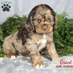 Grant/Cocker Spaniel									Puppy/Male	/8 Weeks,Raised on a small farm in Central Pennsylvania, Grant is a dark brown merle male Cocker Spaniel puppy. Both parents are on site and can be seen if you adopt this puppy. Our children play with the puppies so they are well socialized and love cuddling.