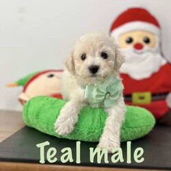 Adopt a dog:ONLY ONE MALE LEFT!! Bichon Frise pure bred, pup ready for home today/Bichon Frise/Both/Younger Than Six Months,These beautiful pure bred Bichon Frise puppies are available from this weekend or can be held till prior to Christmas.2 males still currently availablePeach Female (SOLD)Yellow Female (SOLD)Teal MaleGreen male (SOLD)Our pups are well cared for to give them the best start to life, this includes worming every 2 weeks from birth, vaccinations, vet checks and microchipping. They also come with a puppy pack to get you started.Our fur babies are raised in our home with us, not raised outdoors or in kennels and this shows in their temperament, they are very intelligent and have a beautiful nature as their parents have.We put a lot of love and attention into them to make sure they adjust well with their new owners and grow to be happy adults.Puppies have started toilet training.We are more than welcome for you to view/visit for yourself. If you are not able to do this then we can FaceTime or Skype.I am happy to arrange viewings at a mutually agreed time. Please contact me to discuss.If you are interested then please feel free message me.RPBA 772 Full Audited member