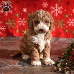 Sparkle/Miniature Poodle									Puppy/Male	/8 Weeks,Indulge in the gift of a furry friend for your perfect Christmsa gift. These sweet, loving pups are ready to fill your home with cuddly, furry sweetness, doggy kisses, and lots of love! Ready for their forever home on 12/23/2023
