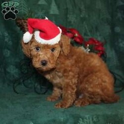 Yukon MICRO MINI/Mini Goldendoodle									Puppy/Male	/8 Weeks,Meet Yukon an adventurous Micro Mini Goldendoodle puppy who will mature at a managable weight of 14-19lbs. Yukon loves playing with the other puppies and is well socialized with children. Yukon is up to date on shots and dewormer and vet checked. We offer 30 days of free pet insurance and an option for a 1 Year Genetic Health Guarantee! If you think Yukon is the right puppy for you contact us today to learn more!