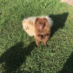 RARE Chocolate Carrier/Pomeranian/Female/Younger Than Six Months,Rare Chocolate Carrier Puppies AvailableA Very RARE Opportunity to own a Chocolate Carrying Pomeranian PuppyStunning Thick Coats , Doll FaceMother Is Pure Chocolate Toy Pomeranian Weighs Only 1.7kgFather Toy Pure Black DNA Cleared 