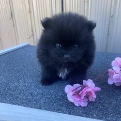 RARE Chocolate Carrier/Pomeranian/Female/Younger Than Six Months,Rare Chocolate Carrier Puppies AvailableA Very RARE Opportunity to own a Chocolate Carrying Pomeranian PuppyStunning Thick Coats , Doll FaceMother Is Pure Chocolate Toy Pomeranian Weighs Only 1.7kgFather Toy Pure Black DNA Cleared 