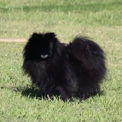 RARE Chocolate Carrier/Pomeranian/Female/Younger Than Six Months,Rare Chocolate Carrier Puppies AvailableA Very RARE Opportunity to own a Chocolate Carrying Pomeranian PuppyStunning Thick Coats , Doll FaceMother Is Pure Chocolate Toy Pomeranian Weighs Only 1.7kgFather Toy Pure Black DNA Cleared 