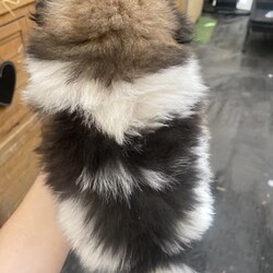 RARE Chocolate Carrier/Pomeranian/Female/Younger Than Six Months,Rare Chocolate Carrier Puppies AvailableA Very RARE Opportunity to own a Chocolate Carrying Pomeranian PuppyStunning Thick Coats , Doll FaceMother Is Pure Chocolate Toy Pomeranian Weighs Only 1.7kgFather Toy Pure Black DNA Cleared 