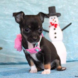 Brynlie/Chihuahua									Puppy/Female	/7 Weeks,Meet Brynlie, an adorable Chihuahua puppy! This friendly pup is vet checked and up to date on shots and wormer. She can also be registered with the ACA and comes with a health guarantee provided by the breeder. To find out more about this family raised pup, please contact the breeder today!