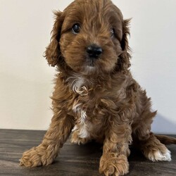 Archie/Cavapoo									Puppy/Male	/9 Weeks,Hi I am Archie an adorable cavapoo puppy. I am more of a laid back chill little guy, the miller kids love playing and cuddling with me. My mom is an akc 14# cavalier and dad is an akc 10# toy poodle. I am up to date on all vaccinations and deworming. I am vet checked and microchipped and come with a 12 month genetic health guarantee. Please contact the millers to learn more.