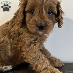 Archie/Cavapoo									Puppy/Male	/9 Weeks,Hi I am Archie an adorable cavapoo puppy. I am more of a laid back chill little guy, the miller kids love playing and cuddling with me. My mom is an akc 14# cavalier and dad is an akc 10# toy poodle. I am up to date on all vaccinations and deworming. I am vet checked and microchipped and come with a 12 month genetic health guarantee. Please contact the millers to learn more.