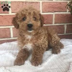 Pansy/Mini Goldendoodle									Puppy/Female	/8 Weeks,Meet our adorable mini goldendoodle puppies.They are raised on our farm around small children and are vet checked ,dewormed and come with a health guarantee.These puppies need a loving,forever home.Cal or email for with questions or if interested.