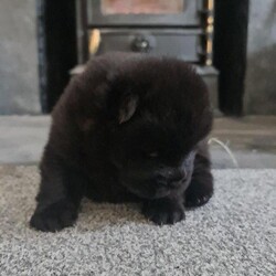 Chow chow chunkypuppies carrying choclate Dna./Chow chow/Female/7 weeks,4 kc black chow chow puppies.
1girl remaining 3 have been re homed. 
Raised in a home with children and other dogs, plenty of handling.
Wormed week 2 4 6 and 8 will.be fleaded potty trained and microchipped and have only first injection. Can be Kc or if sold cheaper no Kc. I own mum and dad dog both can be seen.
Be quick to secure a pup.
Ready to leave around 5th of January.