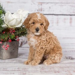 Tonya/Miniature Poodle									Puppy/Female	/7 Weeks,Start out the New Year right with a new best friend! This darling pup will fill your heart and home with love, snuggles and fun. The Lapp family has raised these beautiful puppies around their family and all the love they have given them shows…these puppies are so well socialized around adults and children! Each puppy is up to date on vaccinations and dewormer and will have their first vet visit before coming to be your new little furbaby. Call or email to set up a time to get aquainted with your new best friend!