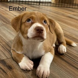 Adopt a dog:Ember/Retriever/Female/Young,You can fill out an adoption application online on our official website.Now accepting applications on the 