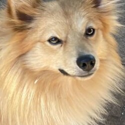 Puppies puppies German spitz/German Spitz/Both/Younger Than Six Months,German spitz /Pomeranian pupsFully vaccinated , microchipped and vet checked11 weeks old and waiting to go to their forever loving new FamilyWe are in Chittering 