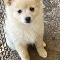 Puppies puppies German spitz/German Spitz/Both/Younger Than Six Months,German spitz /Pomeranian pupsFully vaccinated , microchipped and vet checked11 weeks old and waiting to go to their forever loving new FamilyWe are in Chittering 