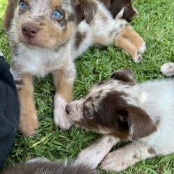 /Border Collie/Both/Younger Than Six Months,I have 6 gorgeous Border Collie x Koolie puppies looking for their loving forever home.Male - Choc Merle white paws. SOLDMale - Choc MerleMale - Choc white face stripeMale - ChocFemale - Choc Merle, one choc front legFemale - Choc MerleI am a registered Breeder with NCPI: 9002201.NSW Breeder ID No: B000770490These beautiful babies are very sweet natured & love cuddles. They have been raised in a loving environment, & will make wonderful additions to any active family. They are well socialised with our other furry family members.Mum is a Border Collie (Choc & White) & is a wonderful family member & mum, she is very attentive to her babies.Dad is a Koolie (Merle) he loves to cuddle, he is very happy to just sit with you.Parents can be viewed on request.Puppies will go to their new families