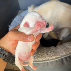 Purebred Chihuahua Puppies/Chihuahua (Smooth Coat)/Male/Younger Than Six Months,I have 2 Chihuahua Puppies1 White Short Coat Male1 Brown Short Coat MaleMom and dad pictured as wellThe puppies will come with all the documents and they will be ready for their forever and lovely home at 8-12 weeksFeel free to contact as for more questions and picturesThe price is negotiable