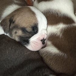 Kc reg British bulldog pups deposits being taken/British bulldog/Mixed Litter/9 weeks,Kc British bulldog pups for sale deposit of 100 non refundable are no me being taken, mum and cdad can be seen raised in a family environment, all
Questions answered and all viewings welcome, call
For more details
