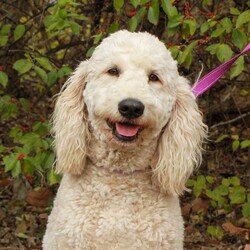 Adopt a dog:Willa/Goldendoodle/Female/Young,Calling all DOODLE lovers - Meet ?W I L L A?

Willa is a 2 yr old goldendoodle weighing about 55 pounds. She is great with humans but would probably do best in a home with more sturdy children around 8yrs and older. She also can be in a home with other dogs but they need to be on the bigger side as well so at least 30lbs+ and no cats for this girl. She was previously living with a senior small pup and she was just too much for him so she needs a pup who is not intimidated by her size and who can match her play style! 
She is housebroken, crate trained, and listens very well. She also knows some basic tricks like sit and down. Overall, Willa is a very happy pup and wants to be involved in everything that you do! 

If you think Willa is the perfect fit for you, please fill out an application here: https://bigfluffydogs.com/adopt/adoption-application/ and email paige@bigfluffydogs.com - get your apps in quick as she probably won't last long!

___________________________________________________________________________________

Our main website, www.bigfluffydogs.com has more information about us and the rescue process. 

NOTE TO EMAILERS FROM PETFINDER: WE DO NOT RESPOND TO EMAIL INQUIRIES WITHOUT AN APPLICATION. WE REGRET WE CANNOT RESPOND TO EVERY EMAIL, BUT UNLESS YOU FILL OUT AN APPLICATION, WE DO NOT KNOW YOU EXIST. 

All known information about an individual dog is provided in its listing. We do our best to provide accurate information, but adopters should understand that each home is different and the dog may behave differently in a new home. Dogs are creatures of their environment and you help make the dog what it will be. Homes considering adopting a puppy must be prepared for 1.) Flexible schedules for potty training. Puppies can only hold it for one hour per month of age (i.e. a 4-month-old puppy can only go 4 hours without a potty break). 2.) Crate training until the puppy is at least one year old to prevent chewing on inappropriate things when you can't supervise. 3.) Socialization.  The more positive and varying experiences as a puppy the better, both in and out of your home. 4.) Puppy behavior and life stages are equivalent to a human toddler. It takes at least a full year to have a calmer, well-adjusted dog. Patience is required and when your dog's behavior is a positive experience for you and those around you, your patience will be rewarded ten-fold, for years to come.  Please do not consider adopting a puppy if you have not thoroughly thought through the pros and cons of having one. So many people end up returning them after 3-5 months because they didn't realize the amount of work involved in raising a puppy.  Patience, appropriate toys, socialization, and obedience training are all musts. All are time-consuming and can be expensive. All dogs require supervision with children and obedience training. Adopters that want to have good dogs must be prepared to put the time and effort into training a dog. Any dog requires work and effort, but a well trained, well-socialized dog is more than worth the effort to get them there.