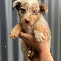 /Border Collie/Both/Younger Than Six Months,I have 6 gorgeous Border Collie x Koolie puppies looking for their loving forever home.Male - Choc Merle white paws. SOLDMale - Choc MerleMale - Choc white face stripeMale - ChocFemale - Choc Merle, one choc front legFemale - Choc MerleI am a registered Breeder with NCPI: 9002201.NSW Breeder ID No: B000770490These beautiful babies are very sweet natured & love cuddles. They have been raised in a loving environment, & will make wonderful additions to any active family. They are well socialised with our other furry family members.Mum is a Border Collie (Choc & White) & is a wonderful family member & mum, she is very attentive to her babies.Dad is a Koolie (Merle) he loves to cuddle, he is very happy to just sit with you.Parents can be viewed on request.Puppies will go to their new families