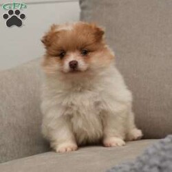 Piper/Pomeranian									Puppy/Female	/7 Weeks,To contact the breeder about this puppy, click on the “View Breeder Info” tab above.