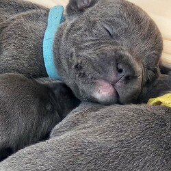 Stunning kc blue staffy puppys 5 girls 4 boys/Staffordshire bull terrier/Mixed Litter/7 weeks,We have a gorgeous healthy litter of kc registered staffy pups,
5 girls and 4 boys .
Both parents short stocky type. The pups will have the best of everything . Raised in a family home they will be handled daily and will come with full papers. Microchips & comprehensive puppy pack
Born 16.11.23
Ready to leave for there forever homes 11.1.24
5 star homes only
Deposit secures
2 girls left