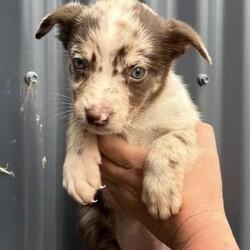 /Border Collie/Both/Younger Than Six Months,I have 6 gorgeous Border Collie x Koolie puppies looking for their loving forever home.Male - Choc Merle white paws. SOLDMale - Choc MerleMale - Choc white face stripeMale - ChocFemale - Choc Merle, one choc front legFemale - Choc MerleI am a registered Breeder with NCPI: 9002201.NSW Breeder ID No: B000770490These beautiful babies are very sweet natured & love cuddles. They have been raised in a loving environment, & will make wonderful additions to any active family. They are well socialised with our other furry family members.Mum is a Border Collie (Choc & White) & is a wonderful family member & mum, she is very attentive to her babies.Dad is a Koolie (Merle) he loves to cuddle, he is very happy to just sit with you.Parents can be viewed on request.Puppies will go to their new families