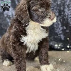 Mocha/Portuguese Water Dog									Puppy/Female	/9 Weeks,Meet Mocha!  She is the pick of her litter with her chocolate and white coat and great green eyed.  She is beautiful,smart, and loving.  Mocha has been vet checked, wormed and is up to date with shots.  Call now before she is gone 