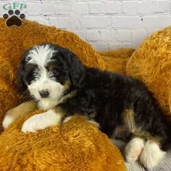 Poppy/Mini Bernedoodle									Puppy/Female	/9 Weeks,Meet Poppy, a delightful and affectionate mini Bernedoodle. This fun-loving and beautiful companion is eagerly awaiting a forever family. With a soft and cuddly nature, that is  sure to bring love and joy into any home.