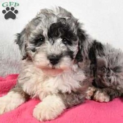 Nova/Mini Sheepadoodle									Puppy/Female	/7 Weeks,Meet Nova, she is an F1B Mini Sheepadoodle that will melt your heart with her cuteness, super sweet, loving  and personality. She is very well socialized and is played with everyday, if you are looking for a best friend or the perfect addition to your family, we would love to hear from you. She will be vet checked to ensure he is in good health and will be up to date on shots and dewormer. She will also come with a 30 day health guarantee and a 1-year genetic health guarantee. Call us today to give this little sweetheart a loving home filled with lots of hugs and cuddles! you can also visit our personal website at adorablepups.net