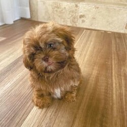 3/4 Shih Tzu 1/4 Maltese Puppies/Shih Tzu/Both/Younger Than Six Months,These gorgeous 3/4 Shih Tzu, 1/4 Maltese puppies are of the most divine nature. They are ready to go to their new forever homes.Each pup is microchipped, vaccinated, wormed & flea treated.Dad is a Purebred Shih Tzu weighing 4.5kg. Mum is a Shih Tzu X Maltese weighing 4kg. Both parents are available for viewing.The pups have been toilet training on grass.Pick up from Kentlyn, NSW.Please contact us on ******** 509. We are also happy to arrange a video call. REVEAL_DETAILS Please no time wasters, serious enquiries only.FIND US ON INSTAGRAM @Pupsrus_auMicrochip numbers:941000027952769941000027952771941000027952759941000027952768RPBA #: 2553Puppies are similar size to Yorkshire Terriers, Silky Terriers, Toy Poodles, Toy Cavoodle, Maltese, Dachshund & Pug.