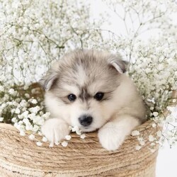 Pomsky puppies - ready for their forever homes/Siberian Husky/Both/Younger Than Six Months,We have a beautiful litter of pomsky puppies looking for their forever homes. They are 7 weeks old currently, so they will ready to go home next week (as of the 3rd of January).They received their first vaccination, microchipping and vet health check at 6 weeks old - which you will receive paperwork of this - from our amazing vets that we love and trust.Pomskys are a cross between the Siberian Husky and the Pomeranian. The cross between the two breeds creates a confident, playful, loving and sociable pup. They are the perfect pup for any family.Our pups are raised in our family home, around our family pets and our children so they are well socialised and handled by the time they come home to you.We have a range of colours available. Prices vary from $1800-$5000 depending on colour. All husky markings and chocolates are $5000.We welcome visits, and are also able to transport interstate if you are not on the Gold Coast. Please feel free to reach out via message, phone or social media if you’d like more info.Facebook - Pomskys & Aussie Poms Gold CoastInstagram - fluffy_duffy_puppiesBIN: 0010706365198RPBA: 5259