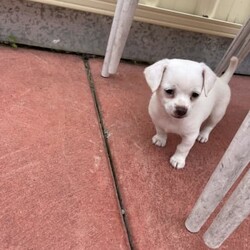 Purebred Chihuahua Puppies/Chihuahua (Smooth Coat)/Male/Younger Than Six Months,I have 2 Chihuahua Puppies1 White Short Coat Male1 Brown Short Coat MaleMom and dad pictured as wellThe puppies will come with all the documents and they will be ready for their forever and lovely home at 8-12 weeksFeel free to contact as for more questions and picturesThe price is negotiable
