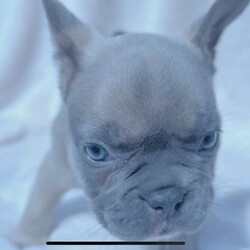 Adopt a dog:Blue frenchbulldogs with pedigree papers/French Bulldog/Female/Younger Than Six Months,Quality bred French bulldog puppy.Last 2 boys availableBlue boy carrying coco and tan $3000 pet price.Blue fawn sable boy carrying coco and tan $3000 pet pricecomes with pedigree papers.please call or text ben on ******3194 REVEAL_DETAILS Ready for new homes on the 10th of jan.MBDA registered.Looking for her forever homeRaised around children and other animals.micro chippedvaccinatedAll over good structuremessage or call for mains prices.Any questions please message me.