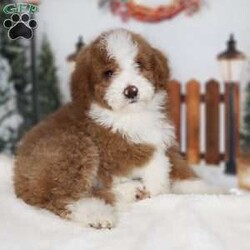 Baby Blue/Mini Bernedoodle									Puppy/Female	/10 Weeks,Baby Blue is a Rufus Red Tuxedo Mini Bernedoodle which means she will become a darker red over time! She is expected to weigh around 25-35lbs full grown!