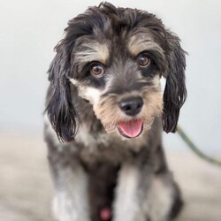Adopt a dog:Blue/Shih Tzu/Male/Young,Hello I'm Blue!

I just arrived from St. Martin Island to Long Island. Brrr, what a difference but I am ready for my forever family to keep me warm! I am around 19 pounds of fluff, my coat is nice and soft, I am 1 years young and fully neutered. I look like a shih Tzu/terrier mix but either way I am pretty adorable. I am not hypoallergenic. I am super friendly and quiet and enjoy spending time with my foster friends and foster family.

Please consider adopting Blue!! Nyshar.org