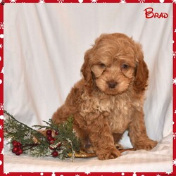 Brad/Cockapoo									Puppy/Male	/10 Weeks,Meet these adorable Cockapoo puppies, the delightful offspring of Peanut Butter, a loving Cocker Spaniel mom, and their dad, a Mini Poodle. These furballs are the perfect blend of two charming breeds, embodying the intelligence of the Poodle and the sweet nature of the Cocker Spaniel. Raised in a caring family environment, these pups have been showered with love and attention. Their excellent health is ensured by  vet check-up, ensuring they’re ready to bring joy to their forever homes. With their playful spirit and affectionate demeanor, these Cockapoo puppies are poised to become cherished members of any family.Contact the Zimmermans to ake one of these pups your own!